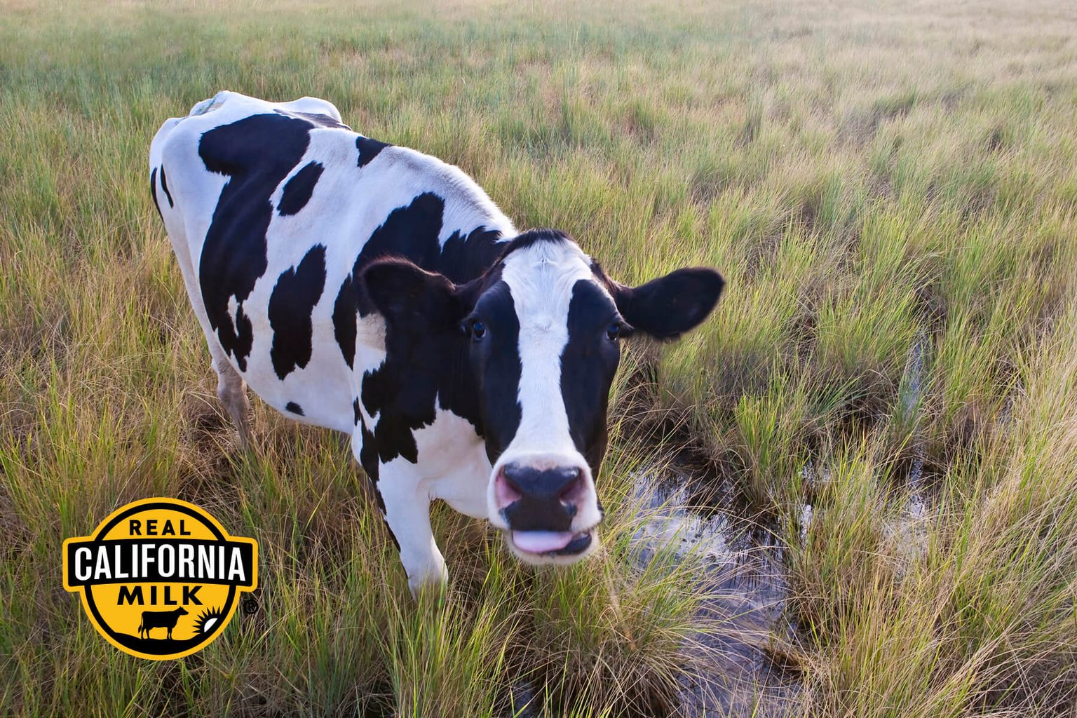 Joseph Farms Wins Two Awards at American Cheese Society